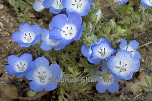 nemophila menziesii var menziesii 5 graphic